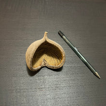 Load image into Gallery viewer, Buddha Pod (Pterygota alata)