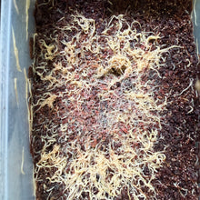 Load image into Gallery viewer, Starter Culture - White Worms (Perfect live food for adults and juveniles)