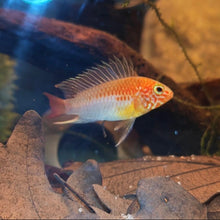 Load image into Gallery viewer, Apistogramma Macmasteri Gold