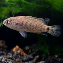 Load image into Gallery viewer, Blue Badis (Badis Badis)