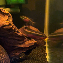 Load image into Gallery viewer, Pelvicachromis Sacrimontis