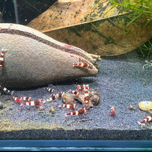 Load image into Gallery viewer, Wine Red Panda (Caridina cf Cantonesis)