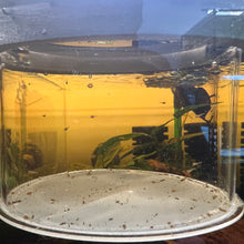 Load image into Gallery viewer, Brine shrimp strainer & Shrimp & Fry separator ideal for growing out fry and photography of shrimp.