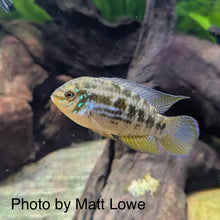 Load image into Gallery viewer, Laetacara Araguaiae