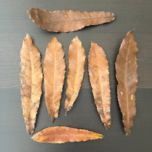 Load image into Gallery viewer, Macadamia ternifolia -Long lasting slow release of tannins-