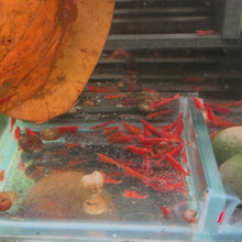 Load image into Gallery viewer, Fire Red Neocaridina Shrimp