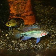 Load image into Gallery viewer, Apistogramma Eremnopyge