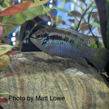 Load image into Gallery viewer, Laetacara Araguaiae