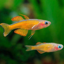 Load image into Gallery viewer, Pseudomugil Luminatus