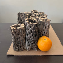 Load image into Gallery viewer, Teddy Cholla Wood