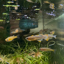 Load image into Gallery viewer, Pseudomugil Gertrudae Aru2