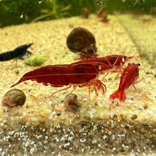 Load image into Gallery viewer, Bloody Mary Neocaridina Shrimp