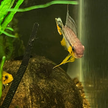 Load image into Gallery viewer, Apistogramma cf. Agassizii Netz/Net (Alenquer)