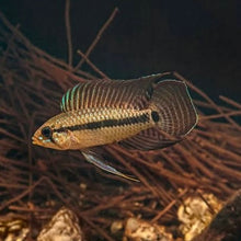 Load image into Gallery viewer, Apistogramma Velifera (Bred by Husks Apisto)