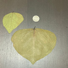 Load image into Gallery viewer, Dadap / Indian Coral Tree  Leaves -10 leaves-