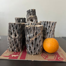 Load image into Gallery viewer, Teddy Cholla Wood
