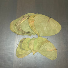 Load image into Gallery viewer, Dadap / Indian Coral Tree  Leaves -10 leaves-