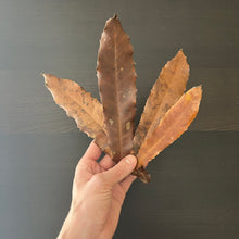Load image into Gallery viewer, Macadamia ternifolia -Long lasting slow release of tannins-
