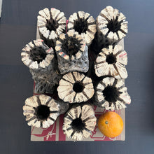 Load image into Gallery viewer, Teddy Cholla Wood