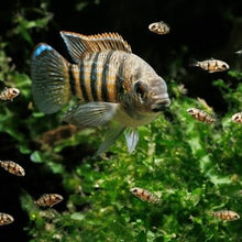 Load image into Gallery viewer, Anomalochromis Thomasii