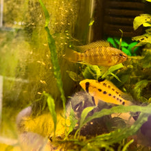 Load image into Gallery viewer, Apistogramma Macmasteri WF F1