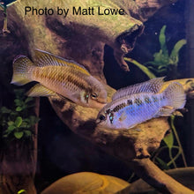 Load image into Gallery viewer, Laetacara Araguaiae