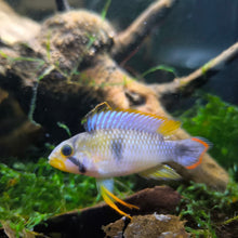 Load image into Gallery viewer, Apistogramma Panduro