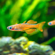 Load image into Gallery viewer, Pseudomugil Luminatus