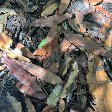 Load image into Gallery viewer, Macadamia ternifolia -Long lasting slow release of tannins-