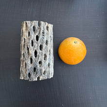 Load image into Gallery viewer, Teddy Cholla Wood