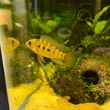 Load image into Gallery viewer, Apistogramma Macmasteri WF F1