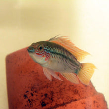 Load image into Gallery viewer, Apistogramma Eremnopyge