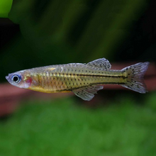 Load image into Gallery viewer, Pseudomugil Gertrudae Trunding Creek locale