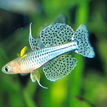 Load image into Gallery viewer, Pseudomugil Gertrudae Trunding Creek locale