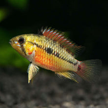 Load image into Gallery viewer, Apistogramma Hongsloi II