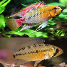 Load image into Gallery viewer, Apistogramma Hongsloi II