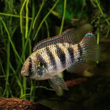 Load image into Gallery viewer, Anomalochromis Thomasii