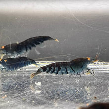 Load image into Gallery viewer, Orange Eyed Blue Tiger (OEBT)NEO PARAMETERS