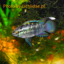 Load image into Gallery viewer, Laetacara Flamannellus (Very rare)