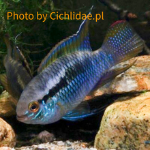 Load image into Gallery viewer, Laetacara Flamannellus (Very rare)