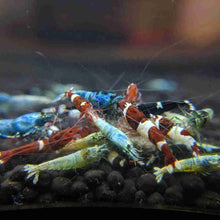Load image into Gallery viewer, Mixed Caridina Pack (Skittle)