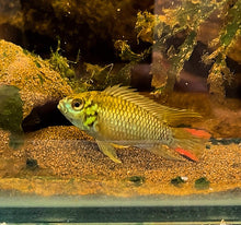 Load image into Gallery viewer, Apistogramma Hoignei