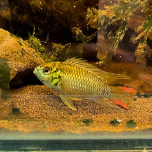 Load image into Gallery viewer, Apistogramma Hoignei