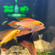 Load image into Gallery viewer, Apistogramma Agassizii Fire Gold