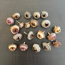 Load image into Gallery viewer, Finke River Mallee (Eucalyptus sessilis) 20 pc