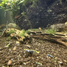 Load image into Gallery viewer, Purple Metallic Galaxy Tiger