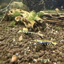 Load image into Gallery viewer, Purple Metallic Galaxy Tiger