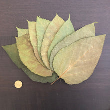 Load image into Gallery viewer, Black Mulberry Leaves -10 leaves-
