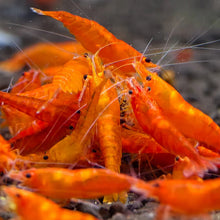 Load image into Gallery viewer, Orange Neocaridina Shrimp