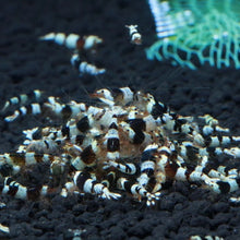 Load image into Gallery viewer, PBL Crystal Black (Pure Black Line)